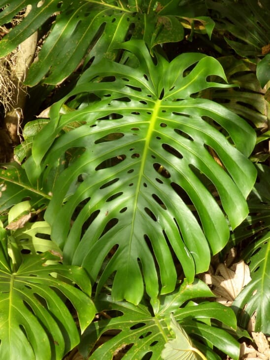 Monstera Araceae