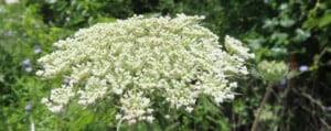 Queen Annes Lace 1