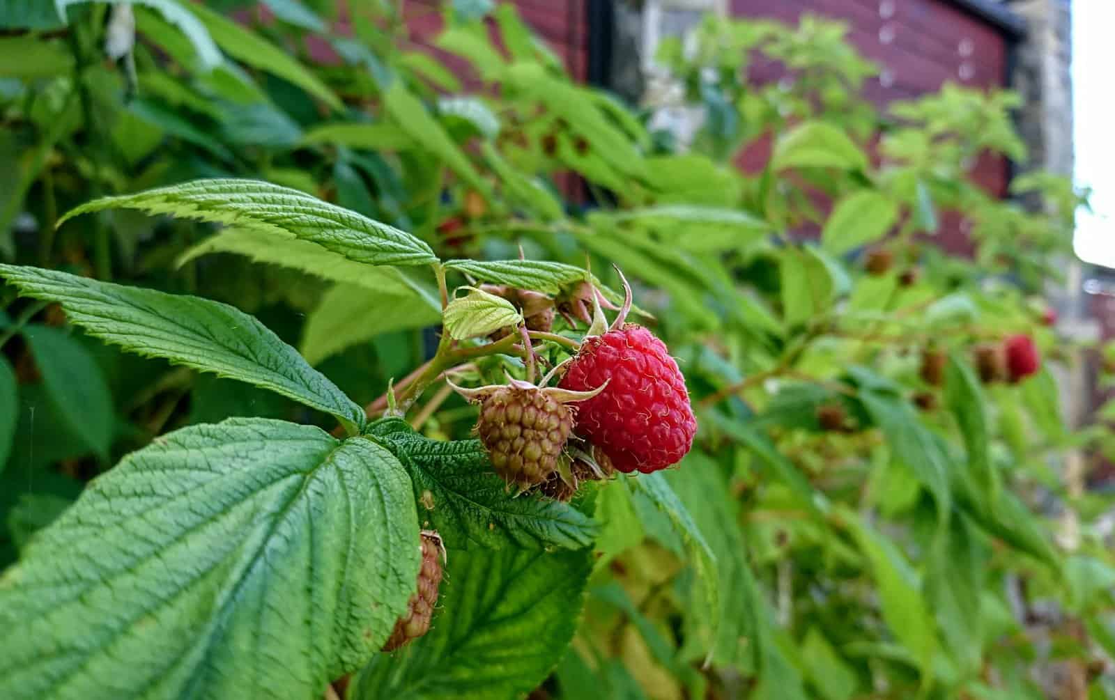 Plants That Look Like Raspberries ProGardenTips