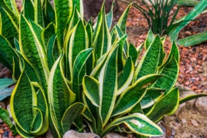 Snake Plant