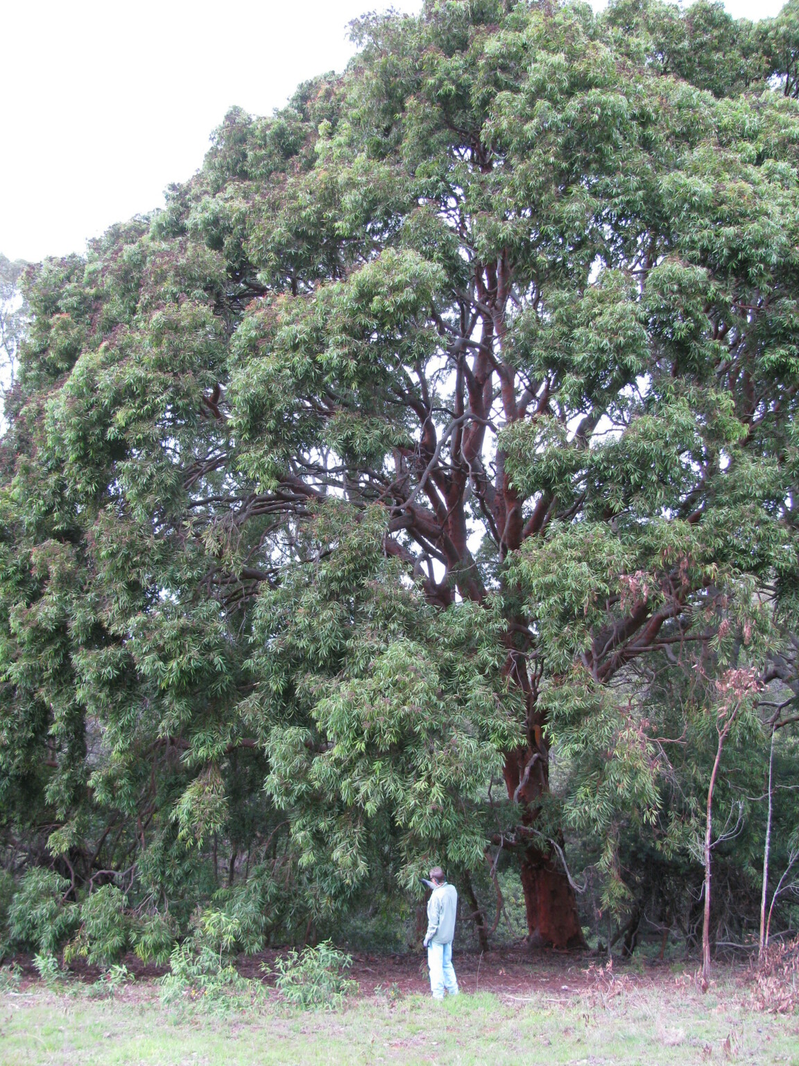 7 Plants That Look Like Eucalyptus - ProGardenTips