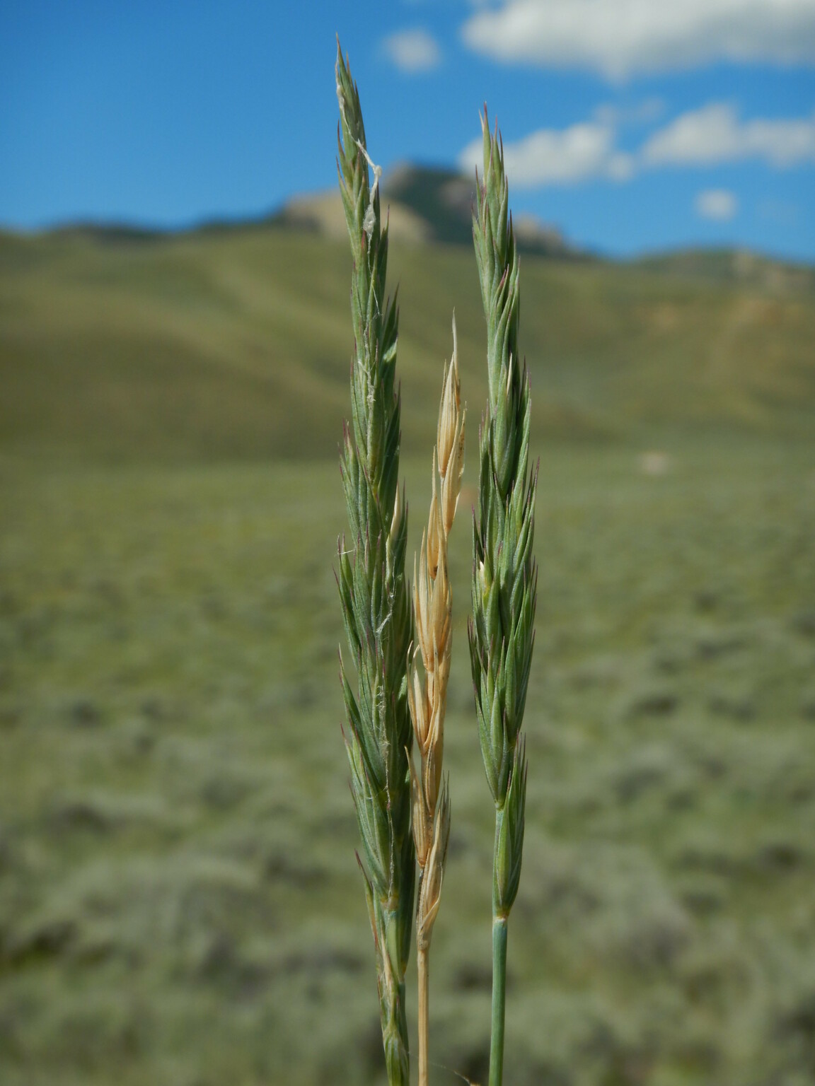 9 Plants That Look Like Wheat ProGardenTips