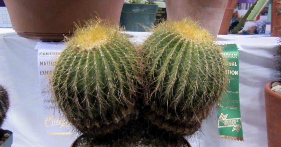 boob cactus featured