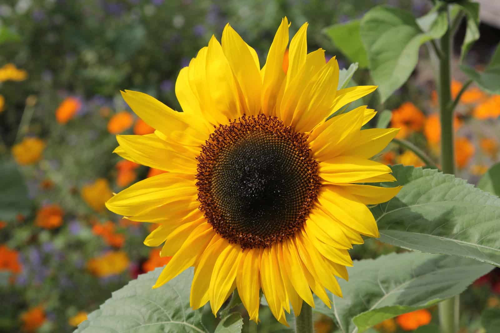 9 Plants That Look Like Sunflowers ProGardenTips