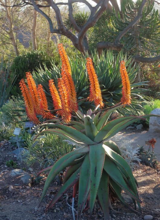 Aloe marlothii Mountain Aloe