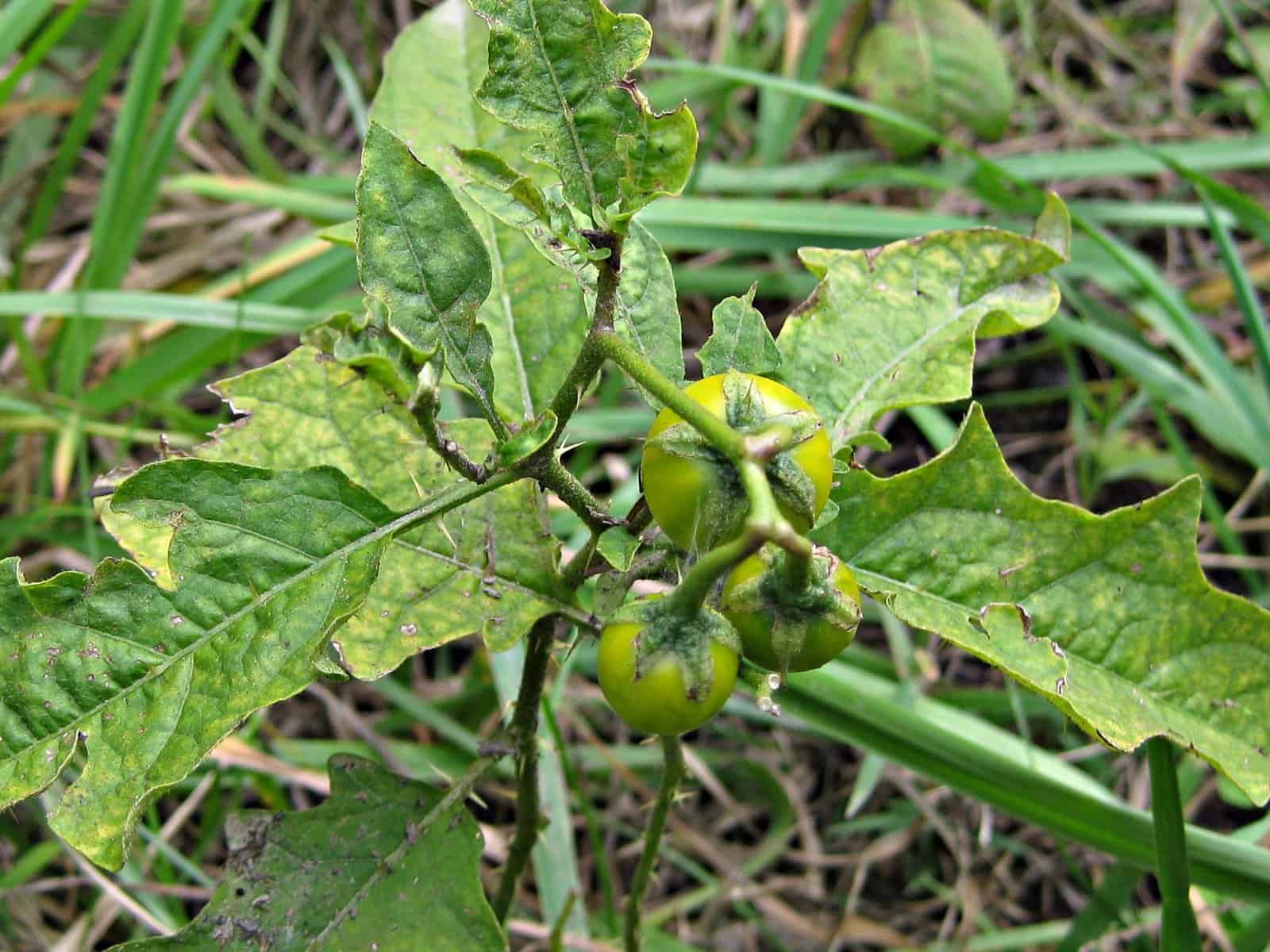 5 Plants That Look Like Cherry Tomatoes - ProGardenTips
