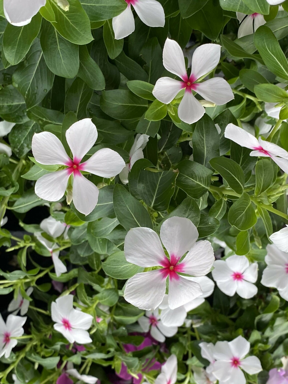8 Plants That Look Like Impatiens - ProGardenTips