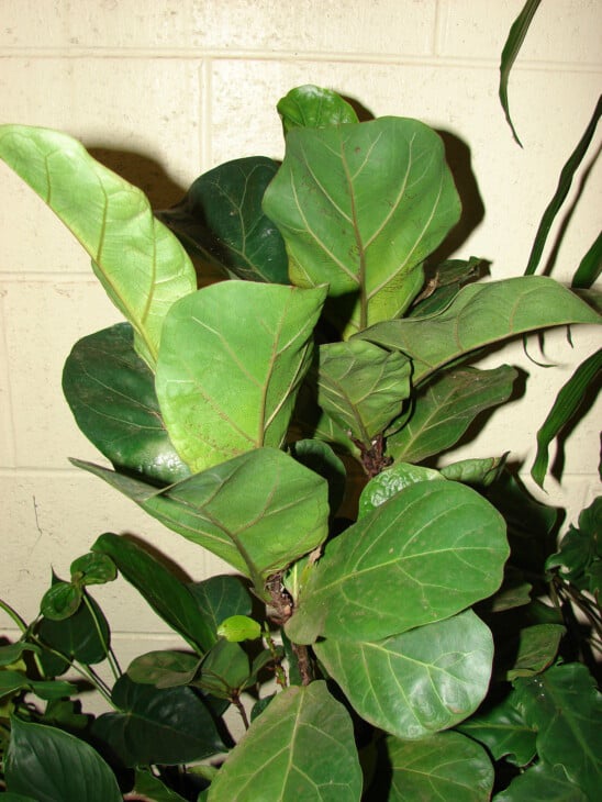 Fiddle Leaf Fig