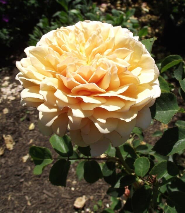 Rosa english garden