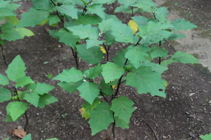 Solanum integrifolium
