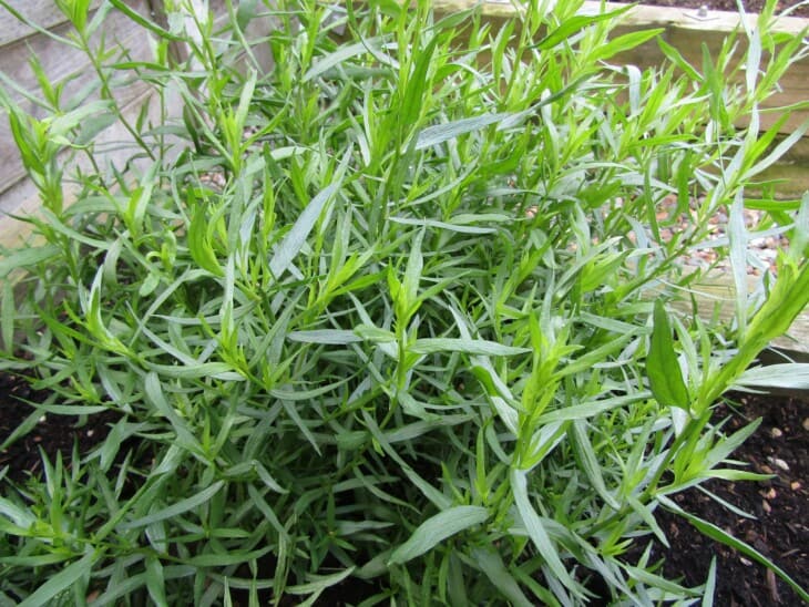 Tarragon